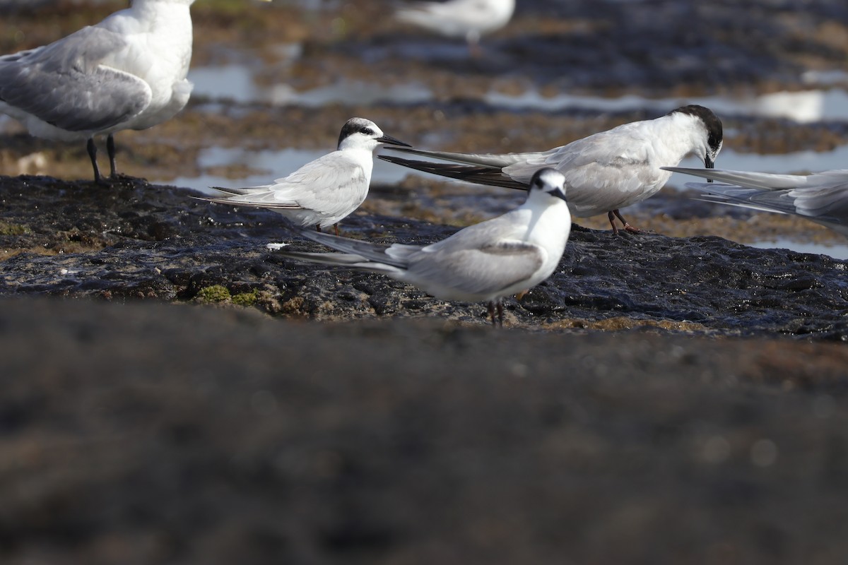 Little Tern - ML643318269