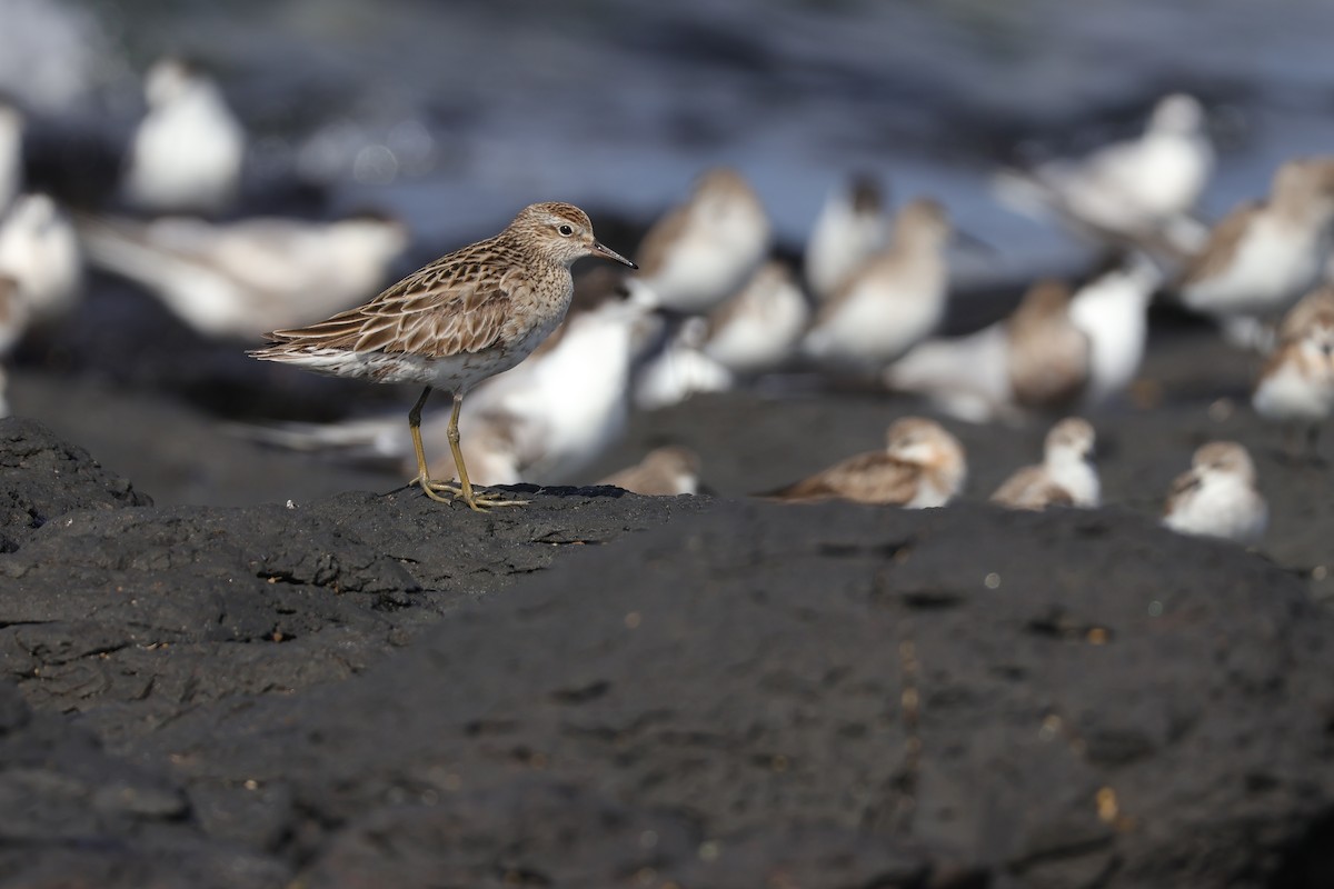 Sharp-tailed Sandpiper - ML643318281