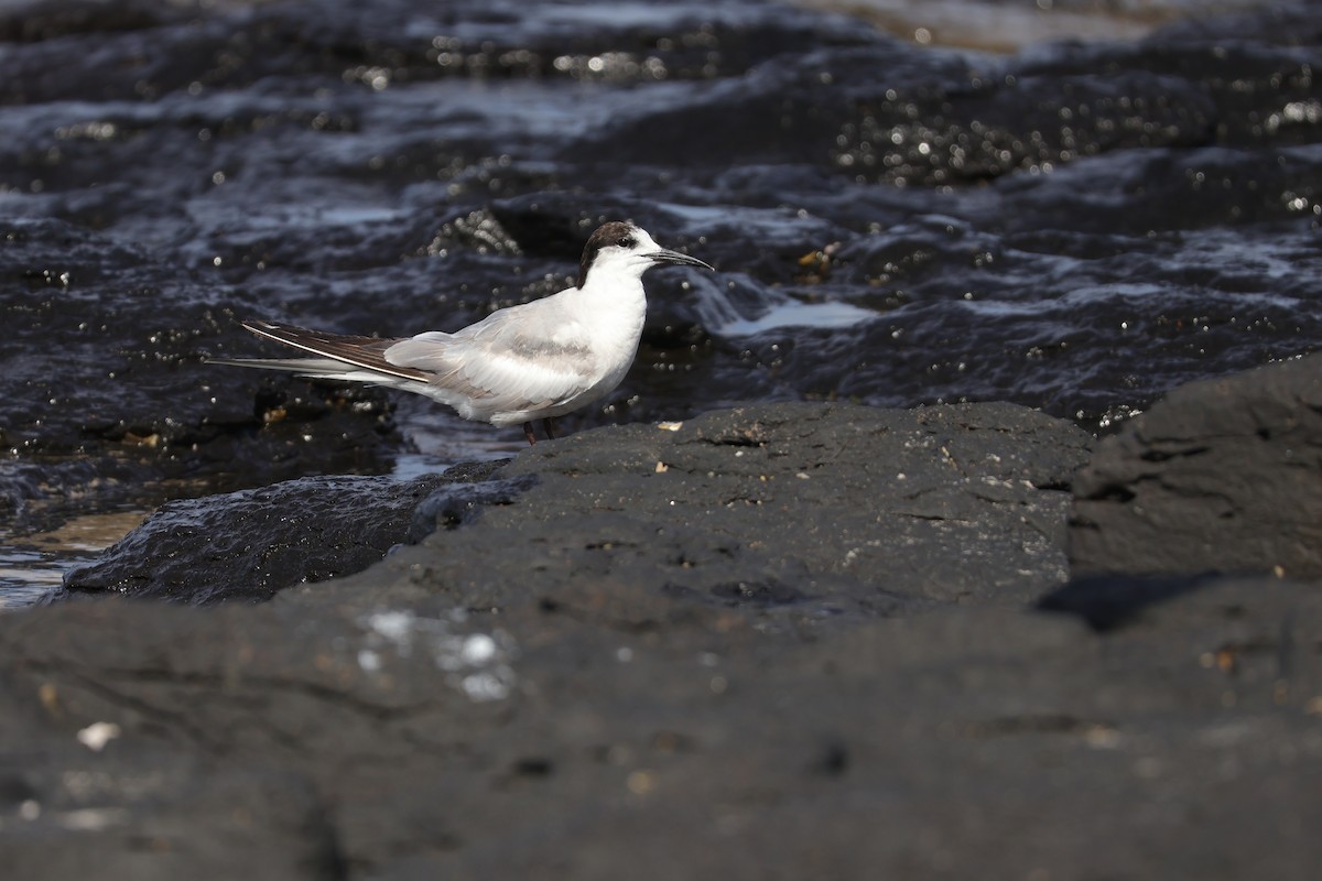 Common Tern - ML643318290