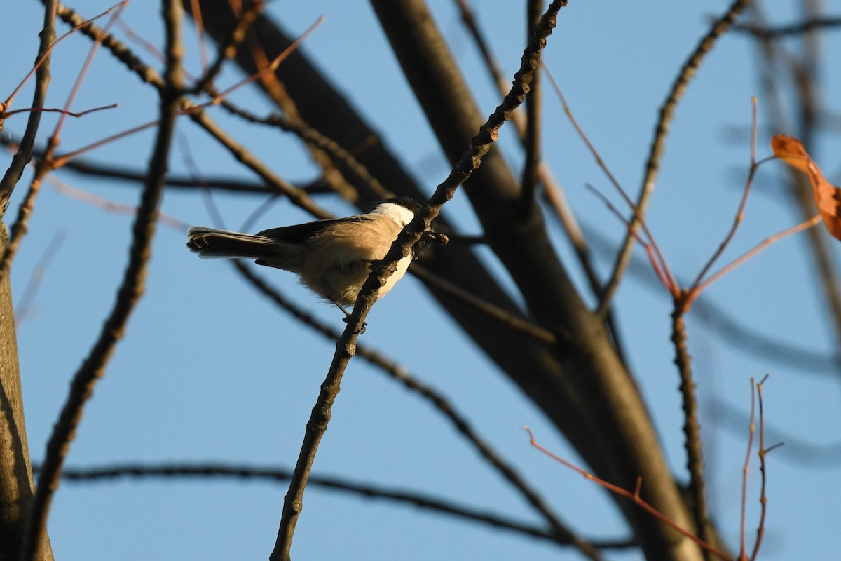 Black-capped Chickadee - ML643318292