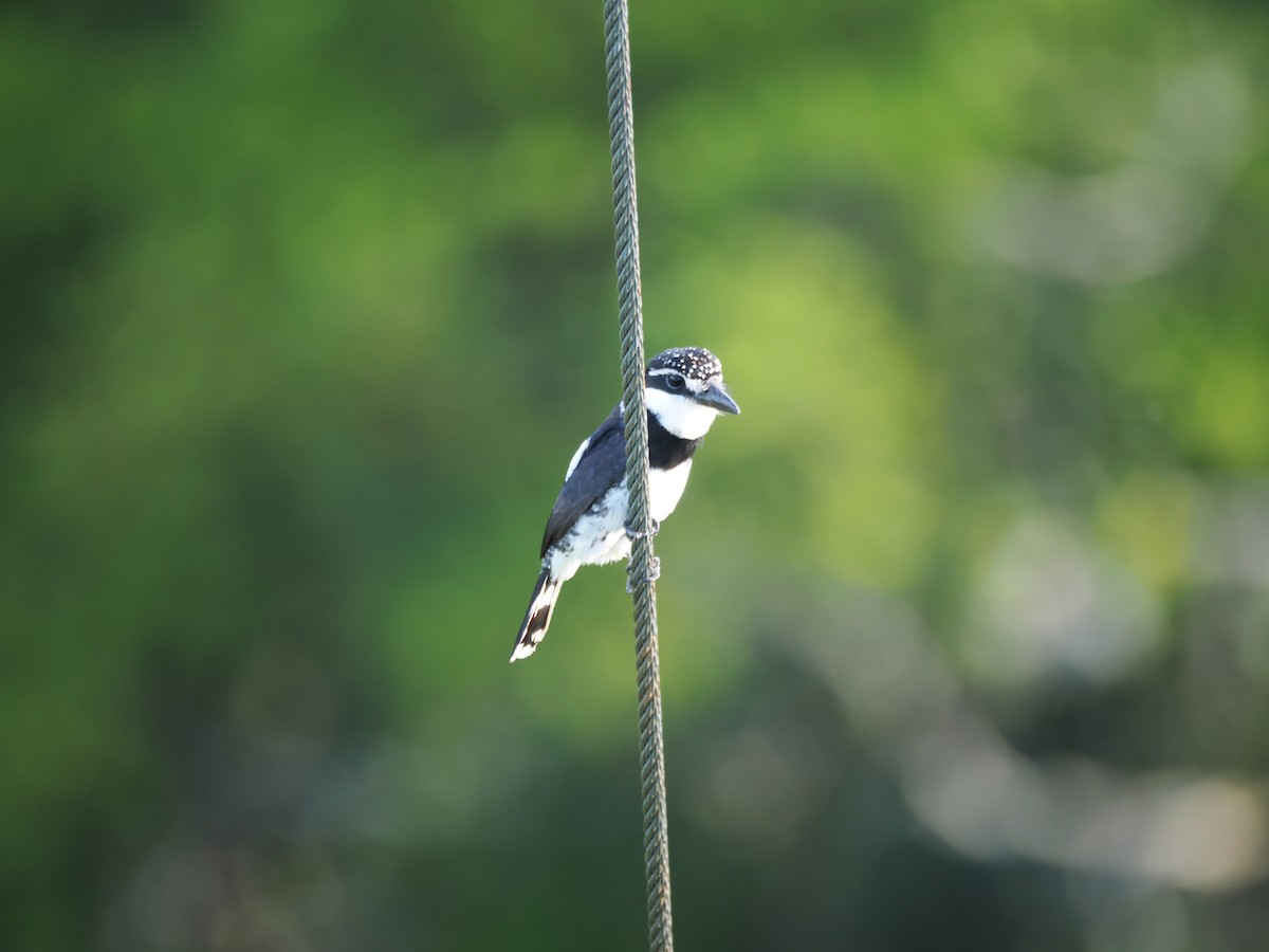 Pied Puffbird - ML643318293