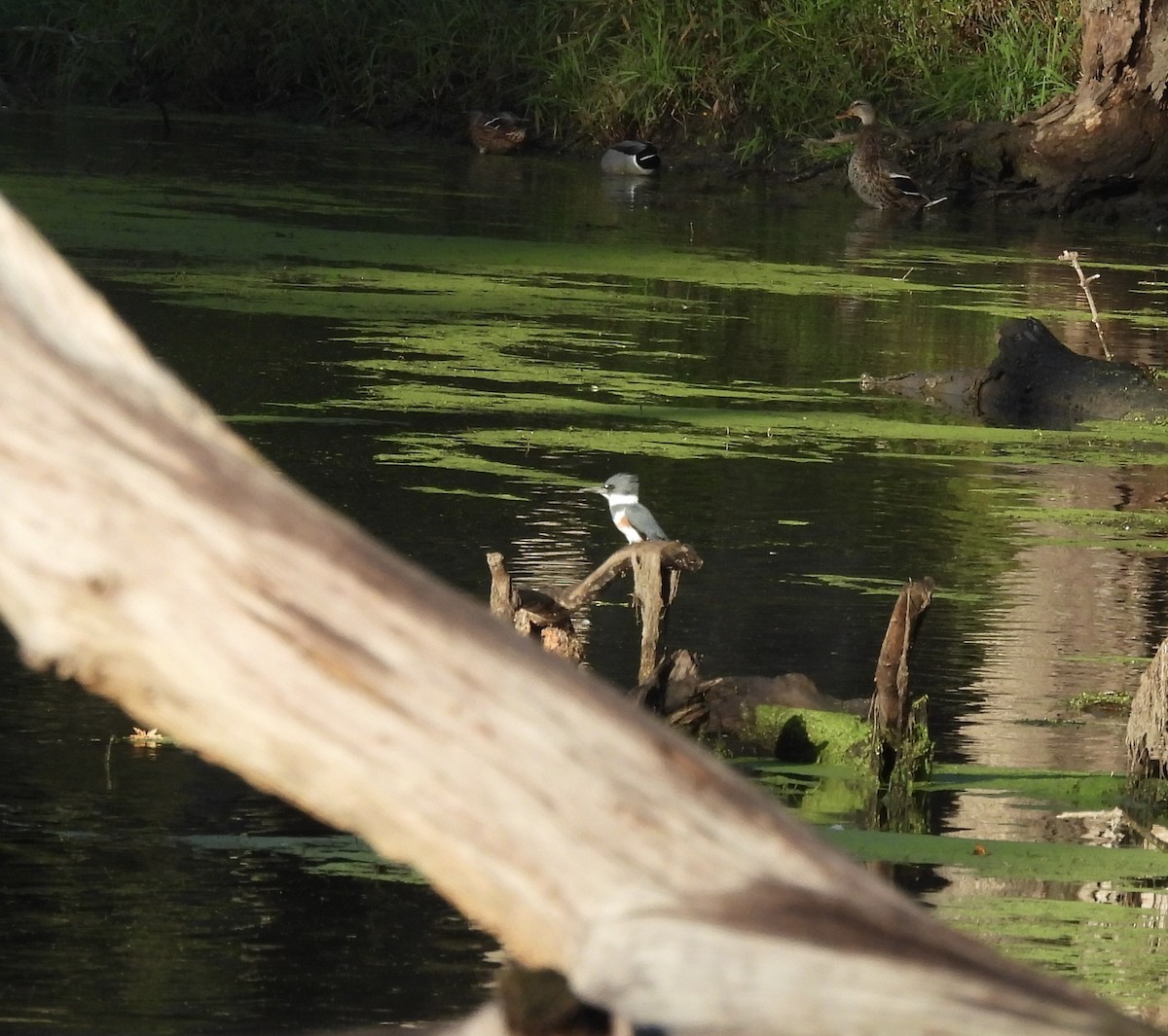 Belted Kingfisher - ML643318294