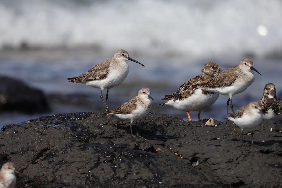 Curlew Sandpiper - ML643318297