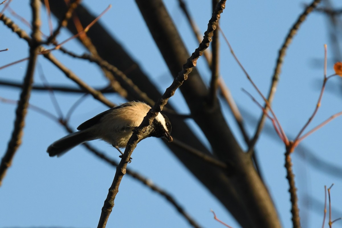 Black-capped Chickadee - ML643318301