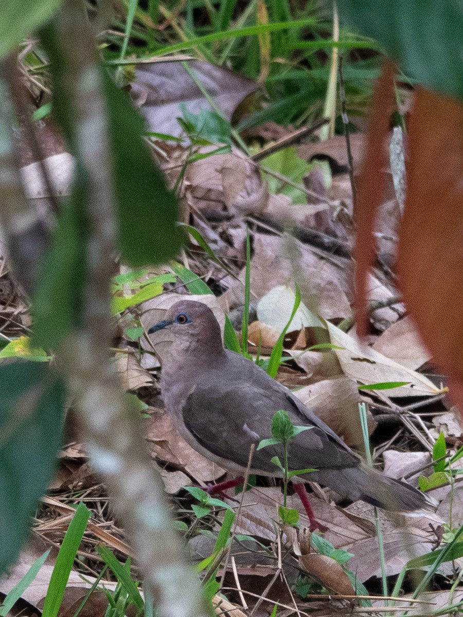 White-tipped Dove - ML643318304