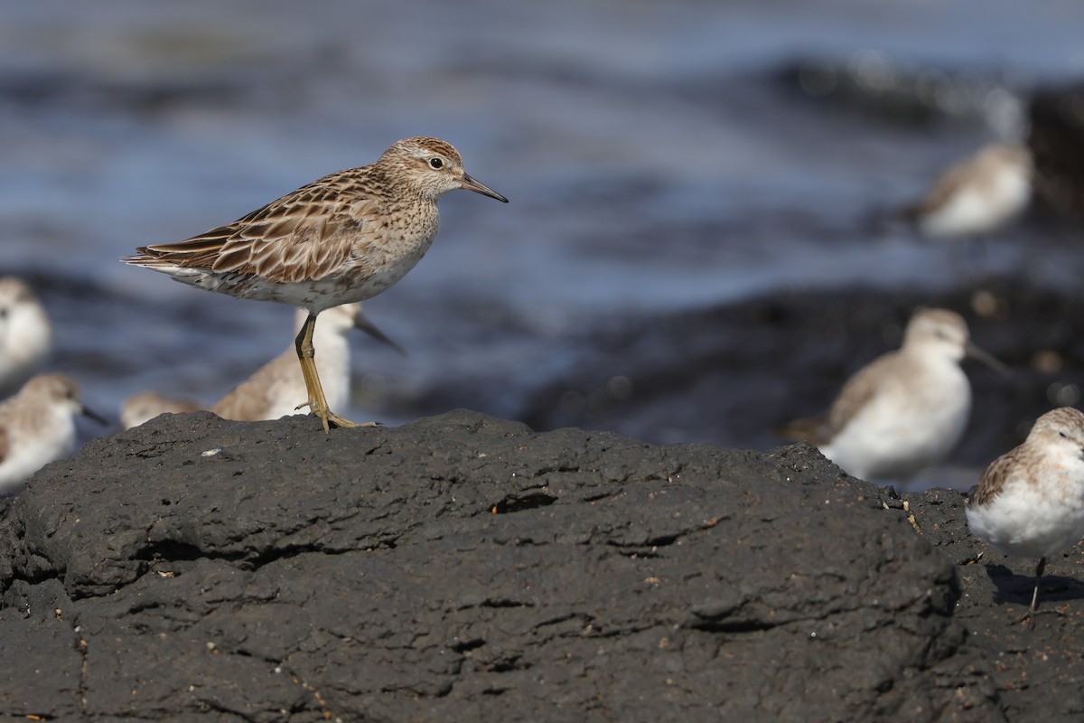 Sharp-tailed Sandpiper - ML643318305