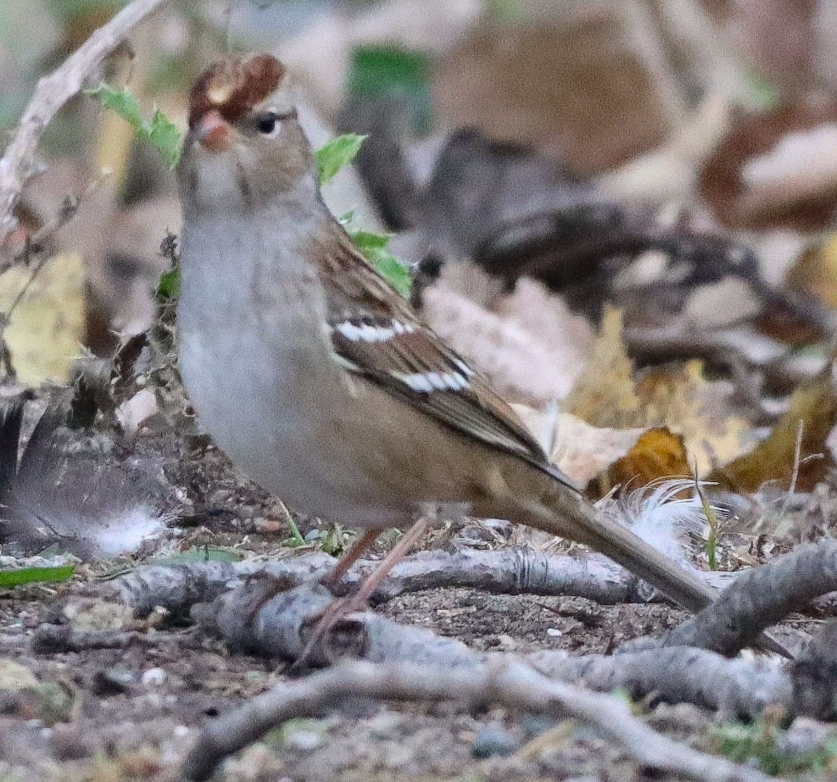 White-crowned Sparrow - ML643318306