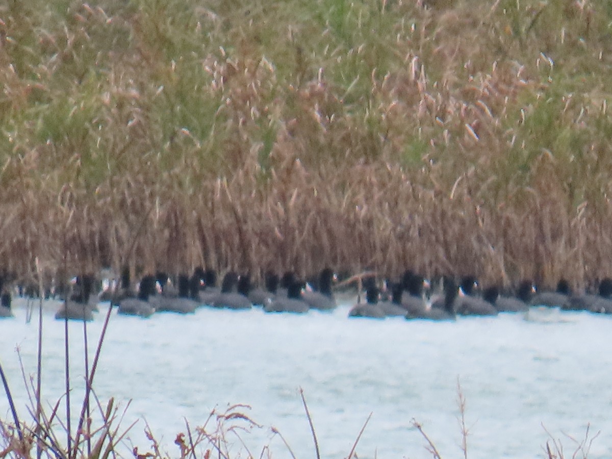 American Coot - ML643318307
