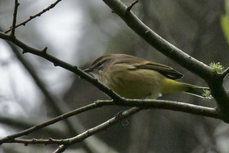 Palm Warbler - ML643318308
