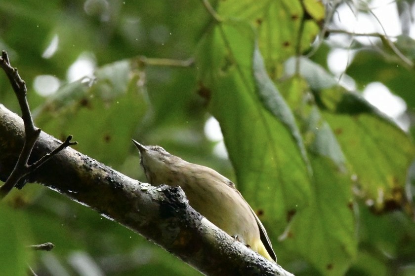 Palm Warbler - ML643318309