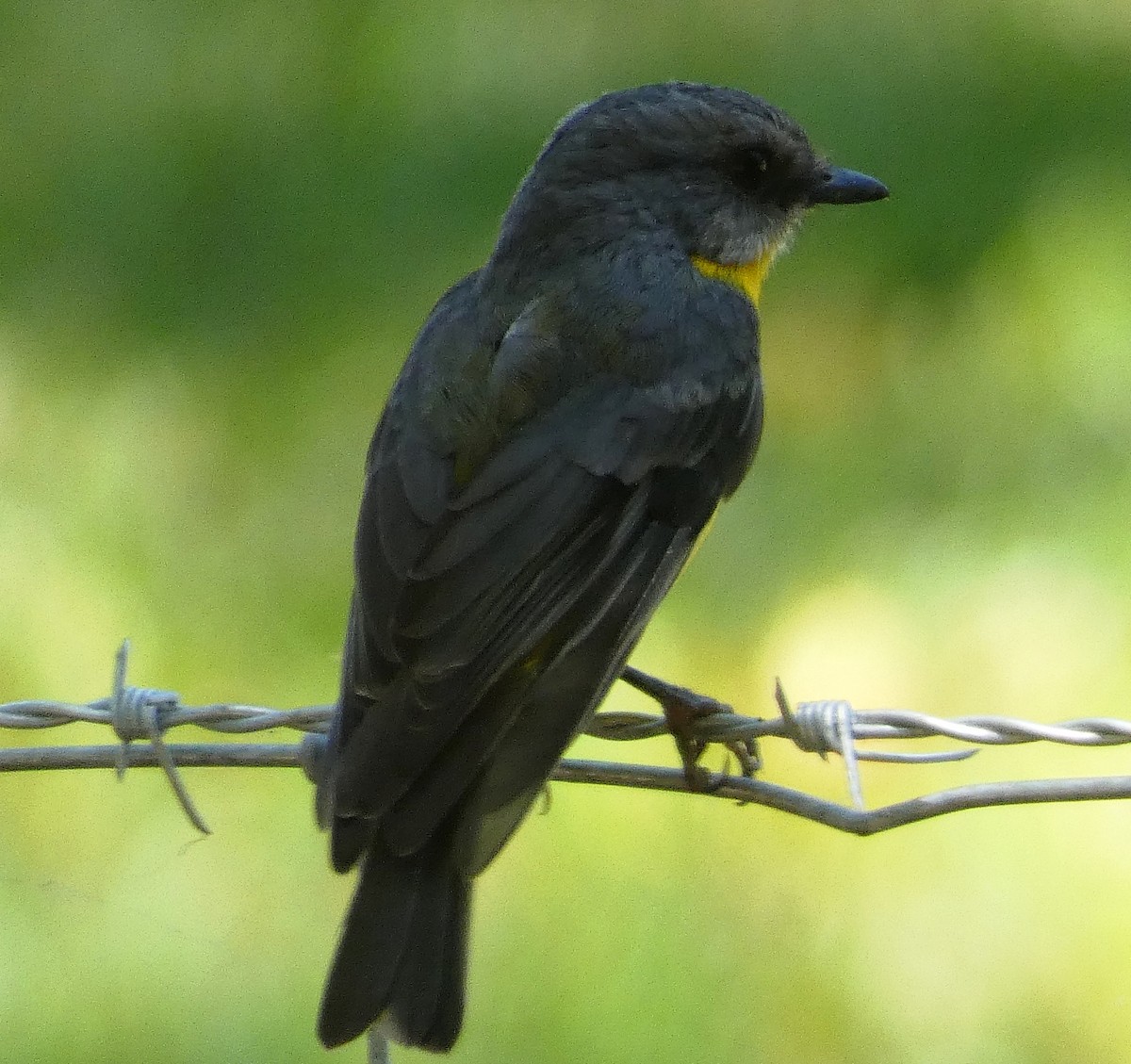 Eastern Yellow Robin - ML643318310