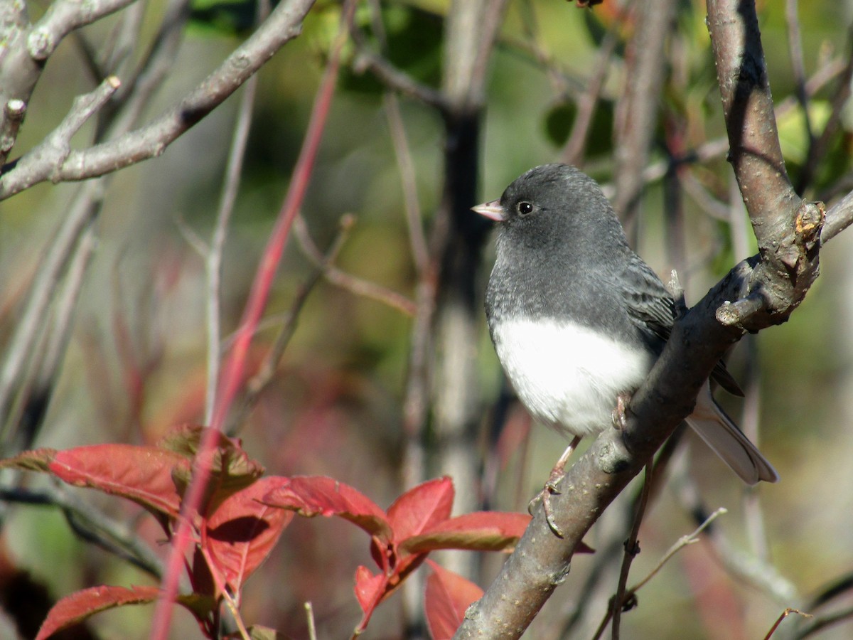 Dark-eyed Junco - ML643318311