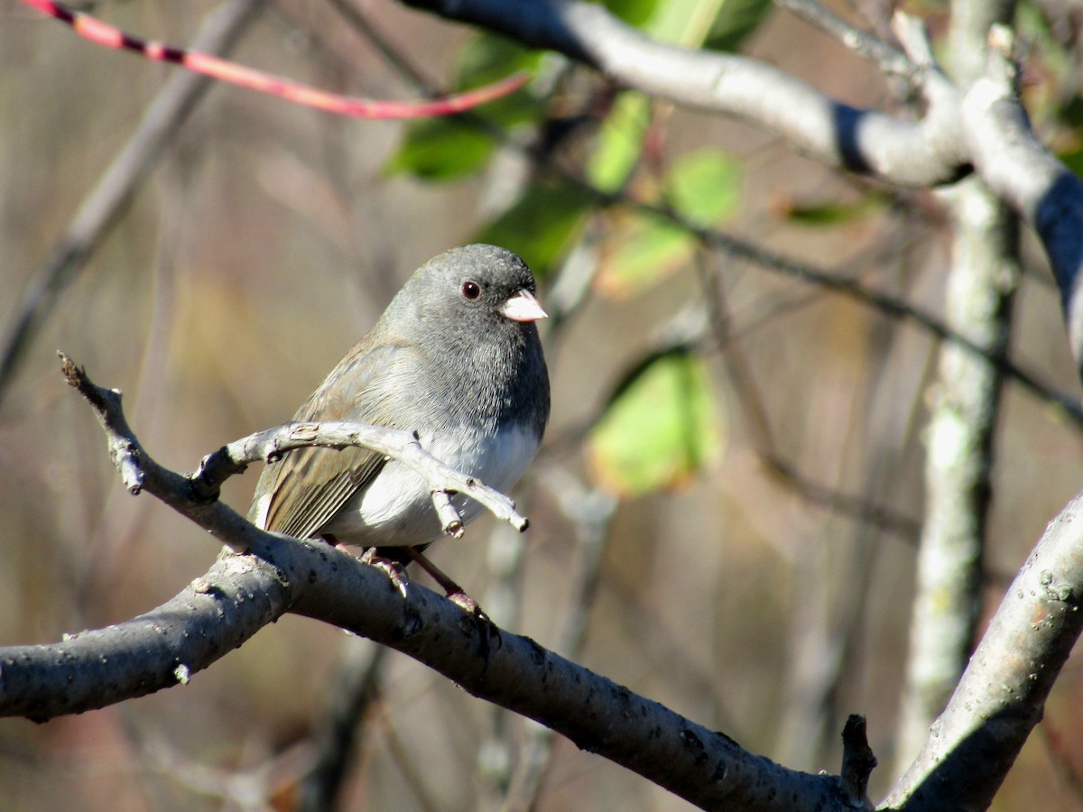 Dark-eyed Junco - ML643318312