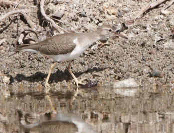 Spotted Sandpiper - ML643318313