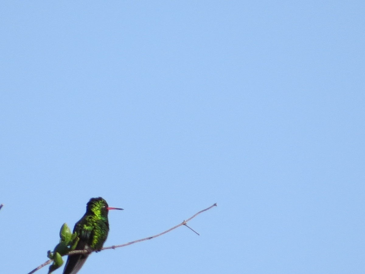 Glittering-bellied Emerald - ML643318314