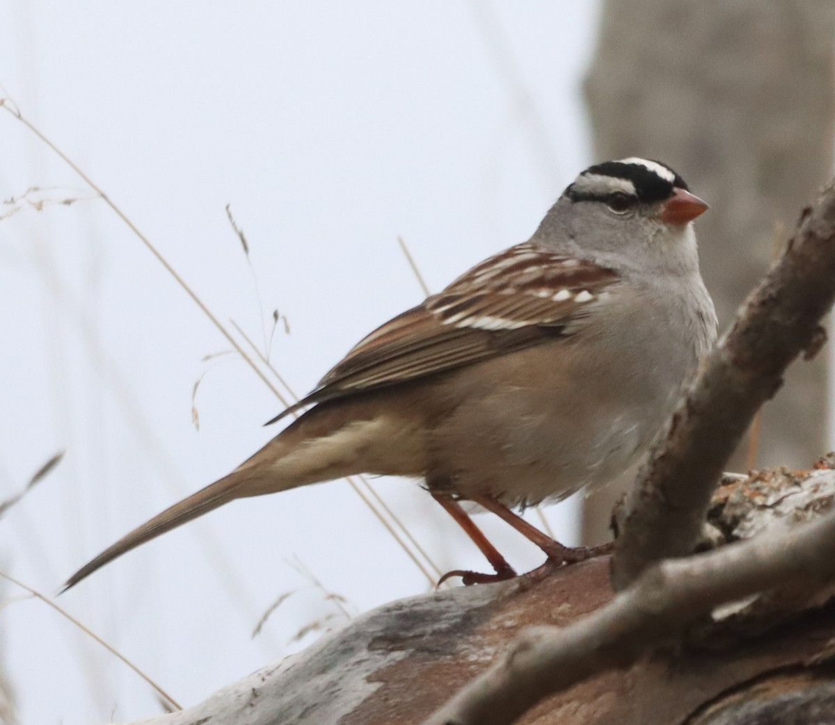 White-crowned Sparrow - ML643318317