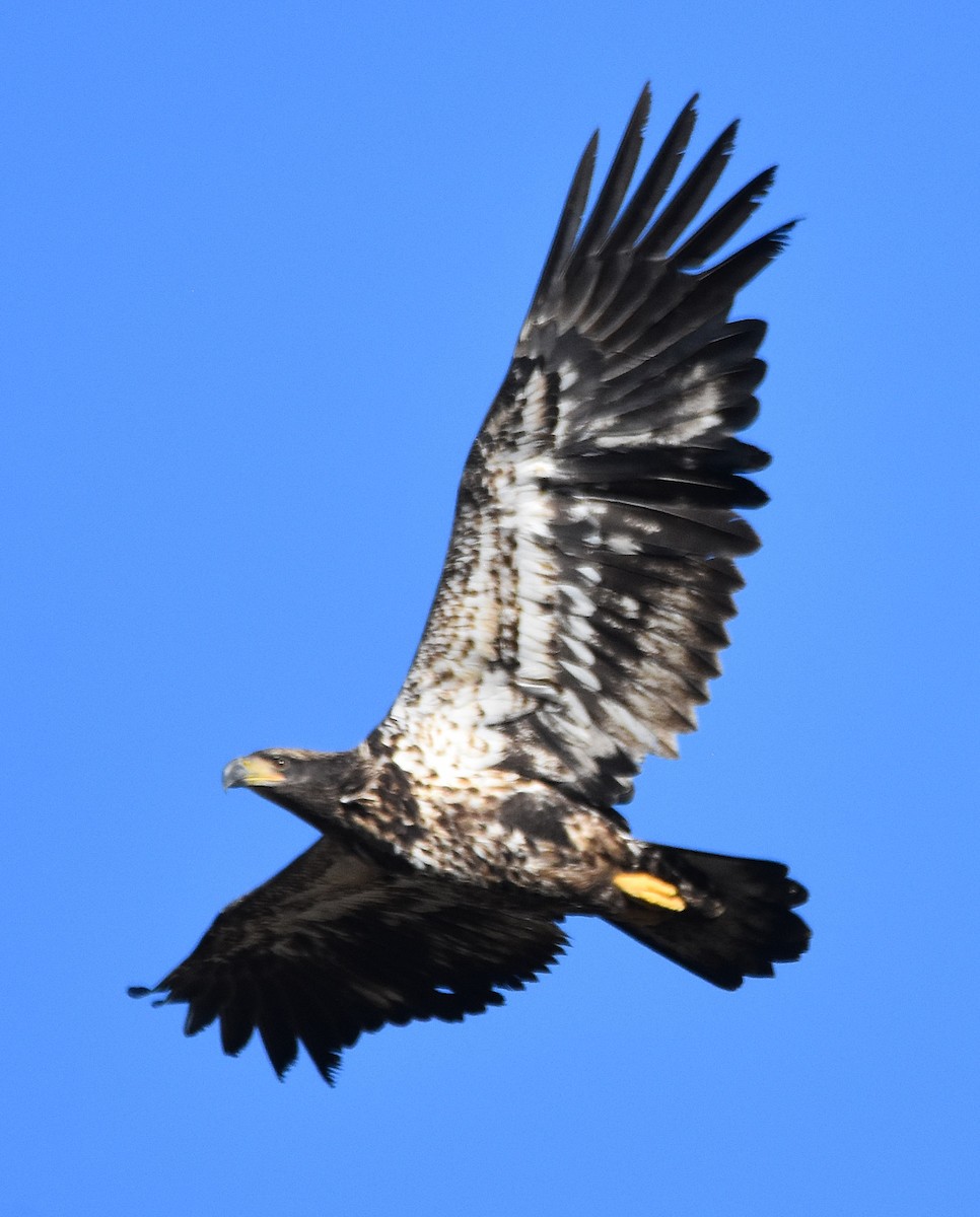 Bald Eagle - ML643318319