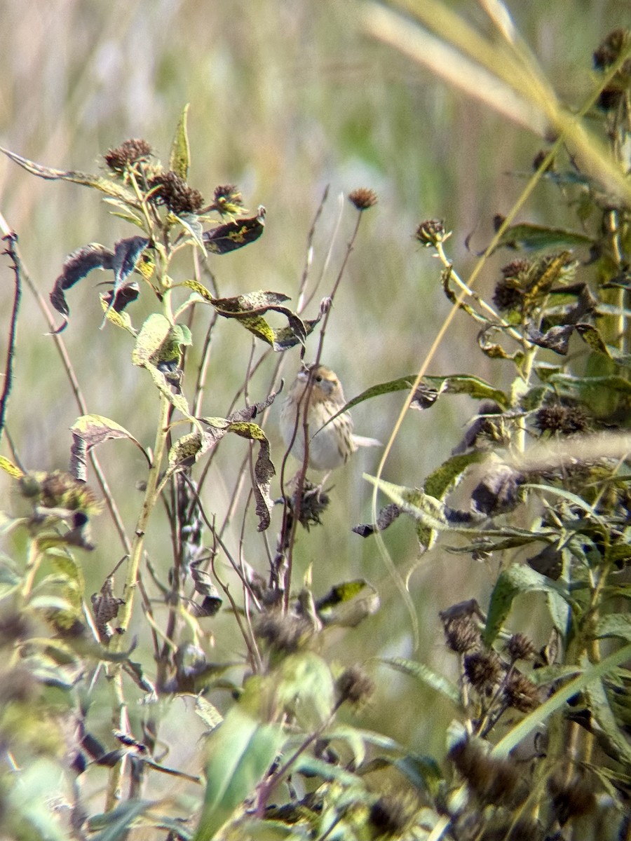 LeConte's Sparrow - ML643318320
