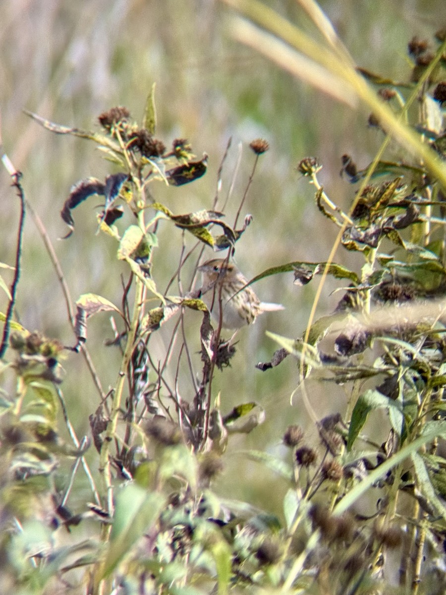 LeConte's Sparrow - ML643318321