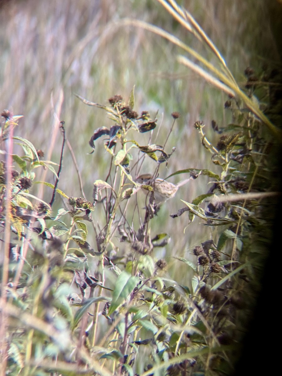 LeConte's Sparrow - ML643318322