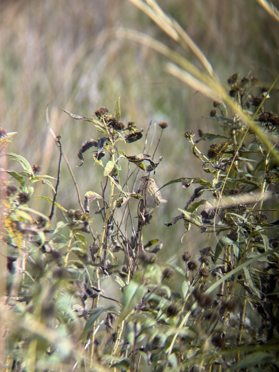 LeConte's Sparrow - ML643318323