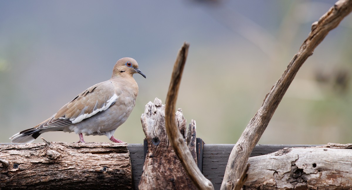 White-winged Dove - ML643318324