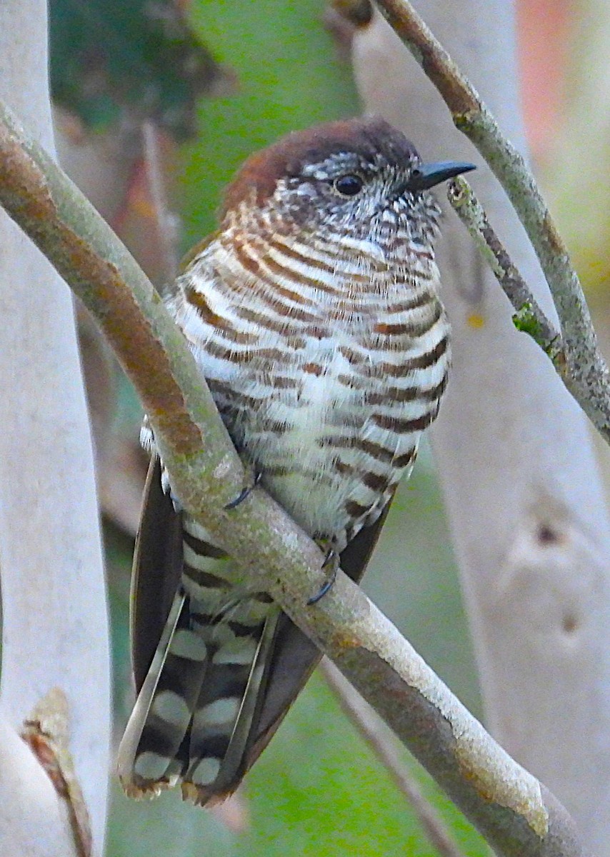 Shining Bronze-Cuckoo - ML643318331