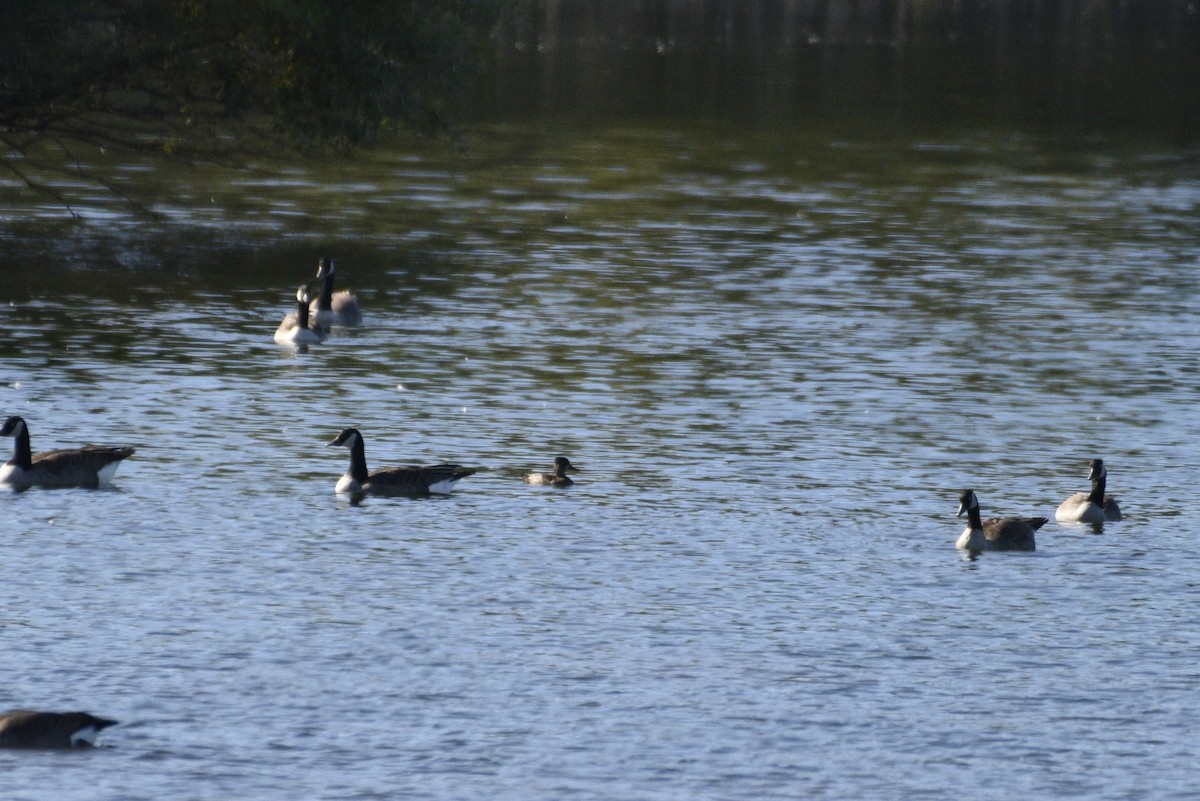 Ring-necked Duck - ML643318333