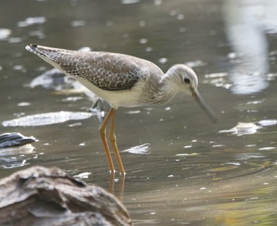 Lesser Yellowlegs - ML643318335