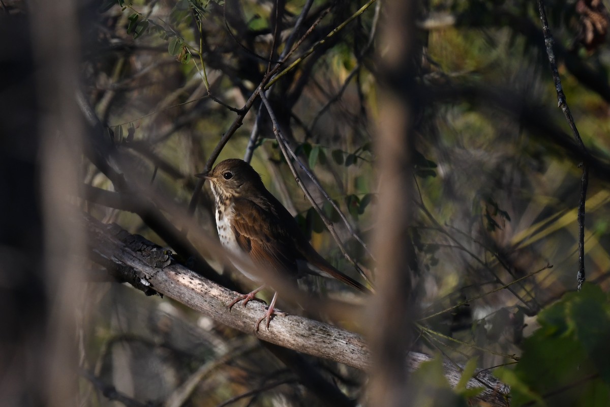 Hermit Thrush - ML643318354