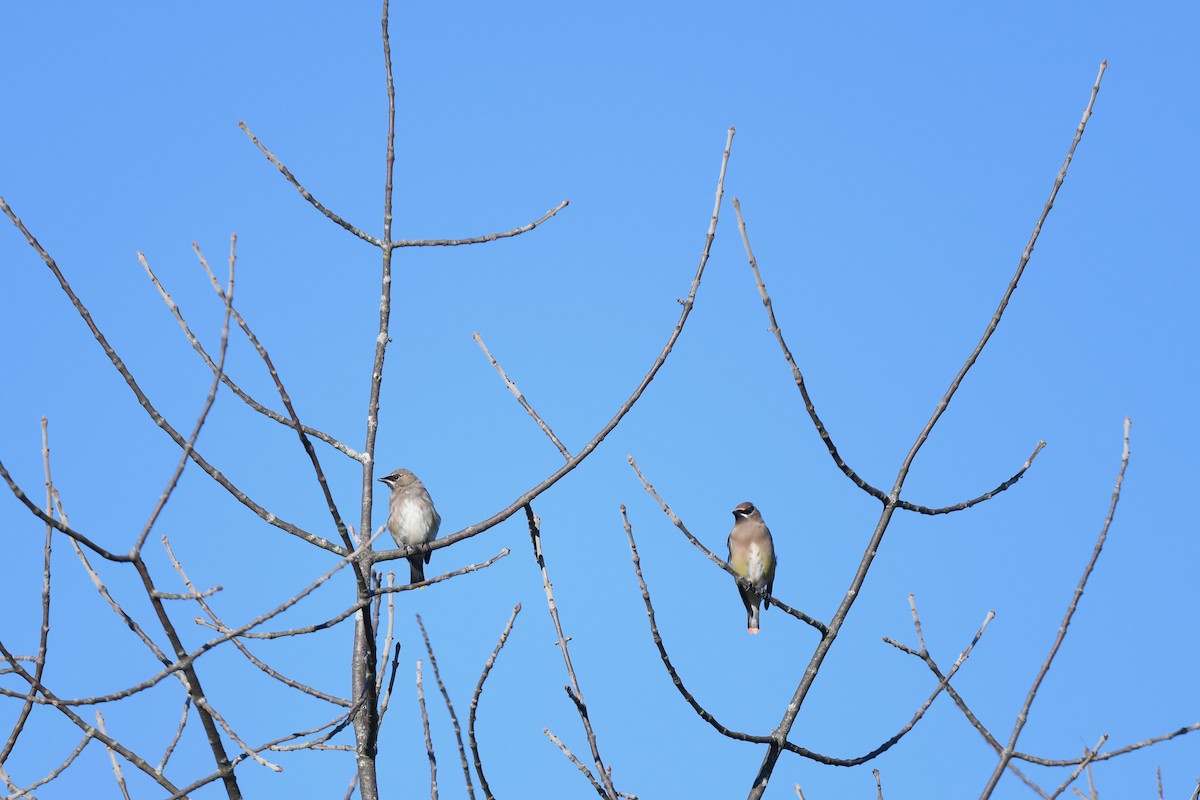 Cedar Waxwing - ML643318376