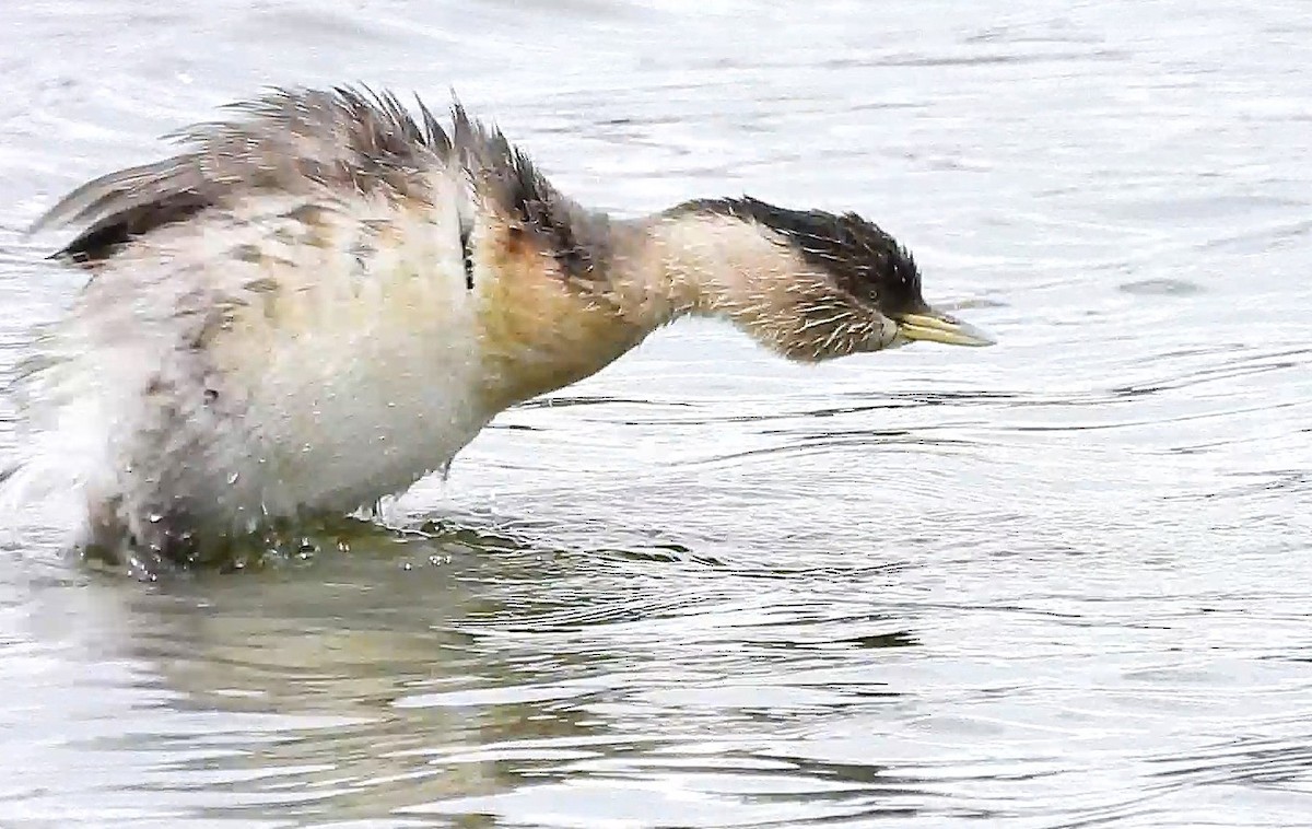 Hoary-headed Grebe - ML643318389