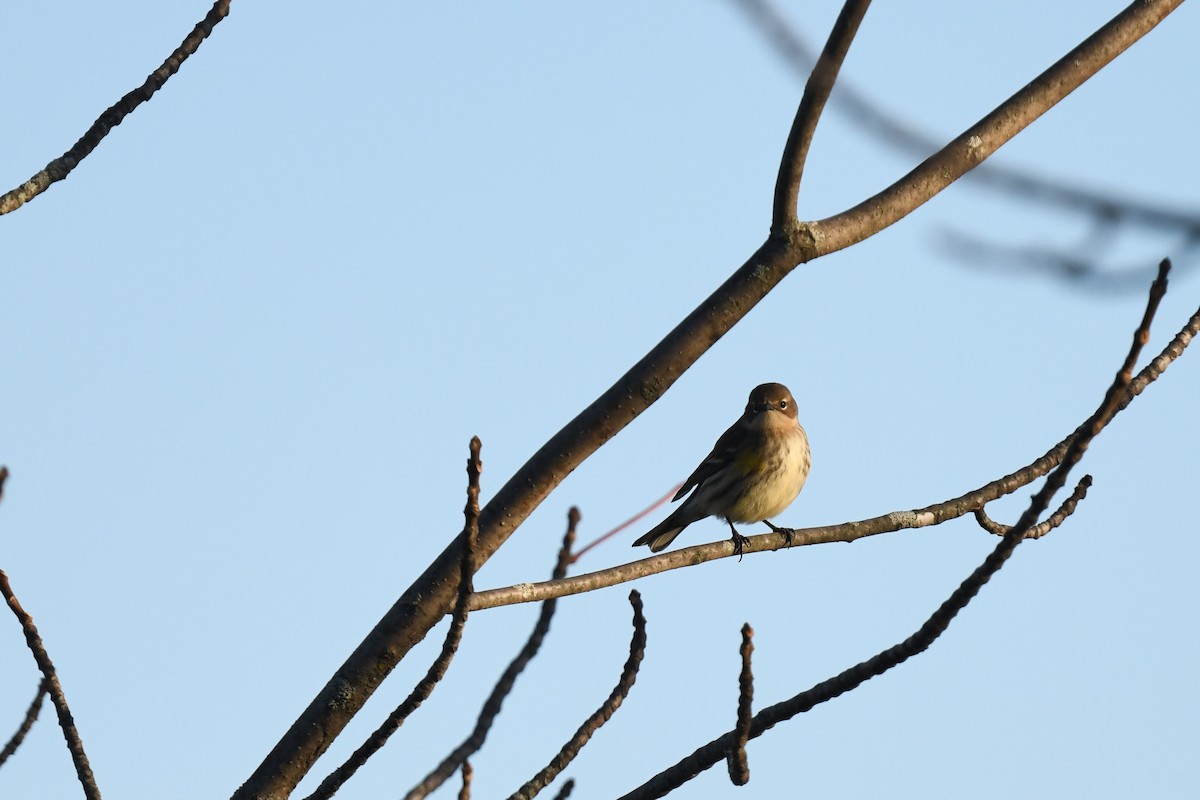 Yellow-rumped Warbler (Myrtle) - ML643318413