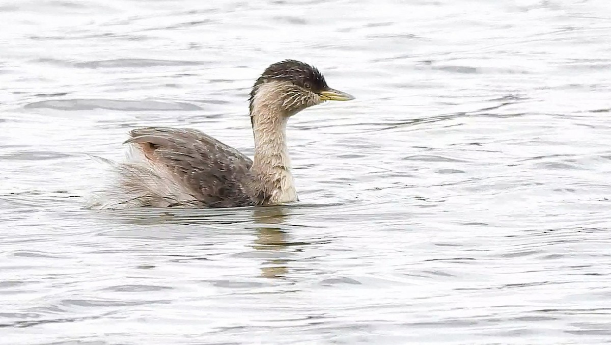 Hoary-headed Grebe - ML643318414
