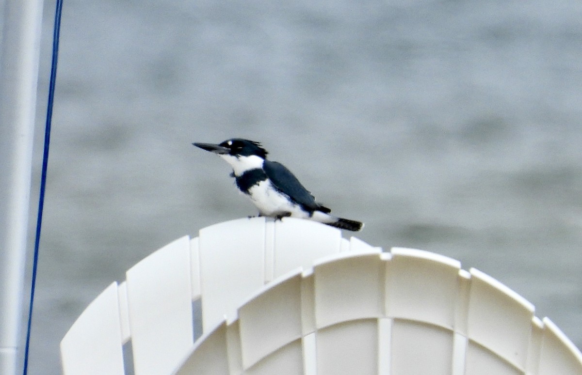 Belted Kingfisher - ML643318415