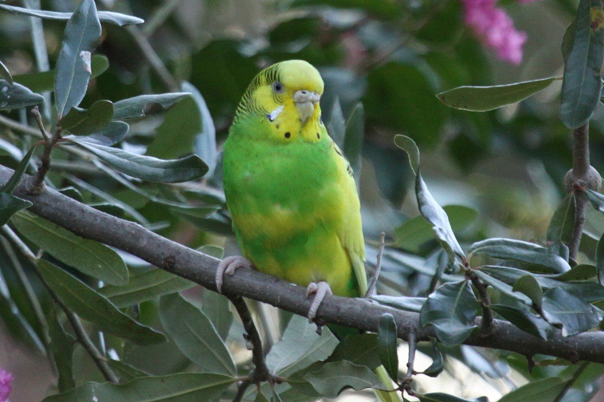 セキセイインコ - ML643318417