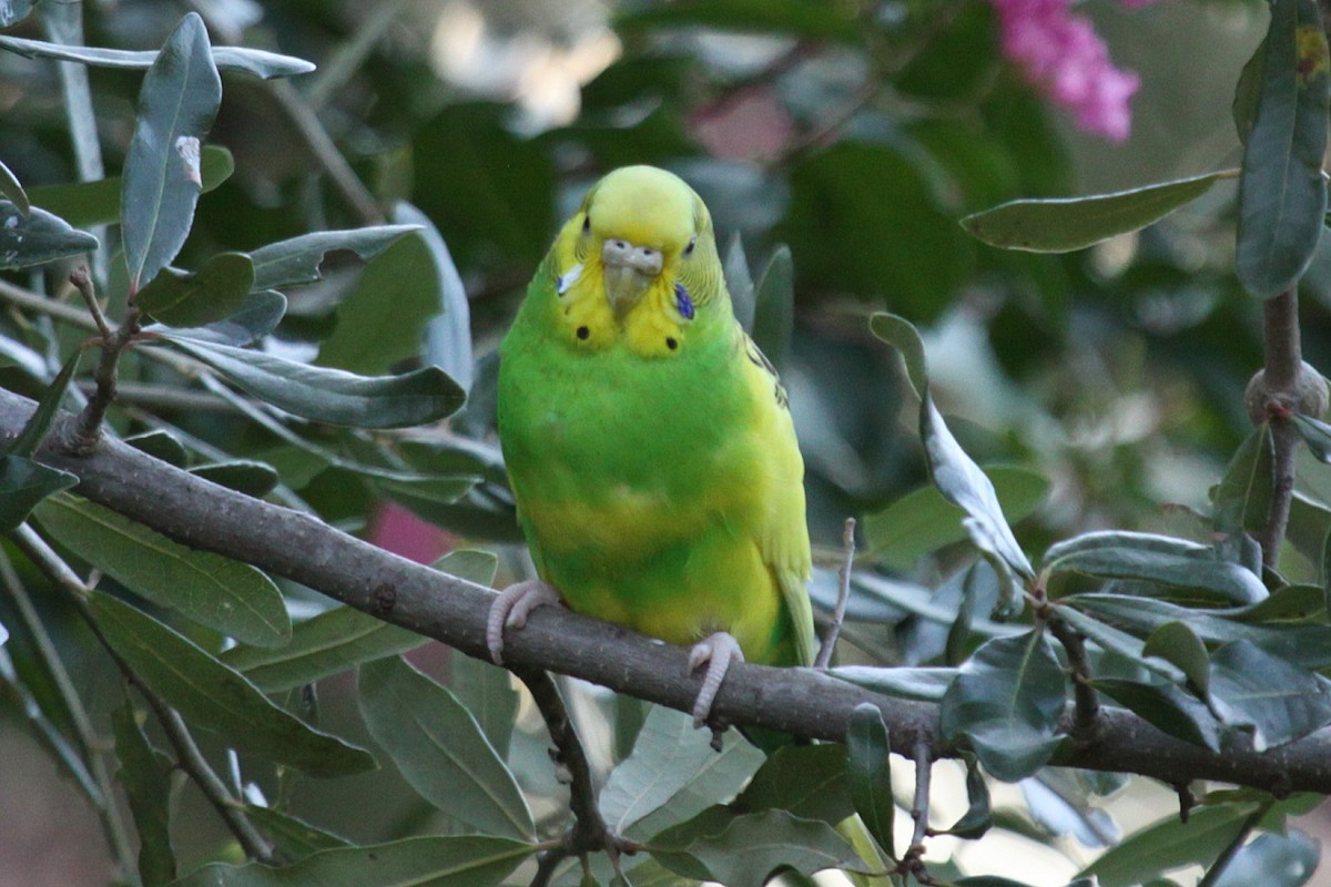 セキセイインコ - ML643318418