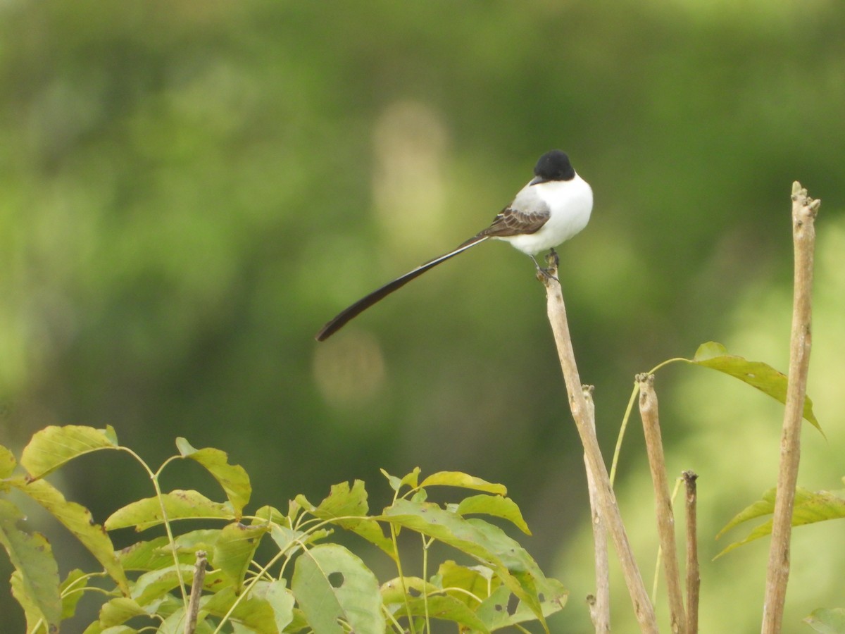 tyran savanový - ML643318421