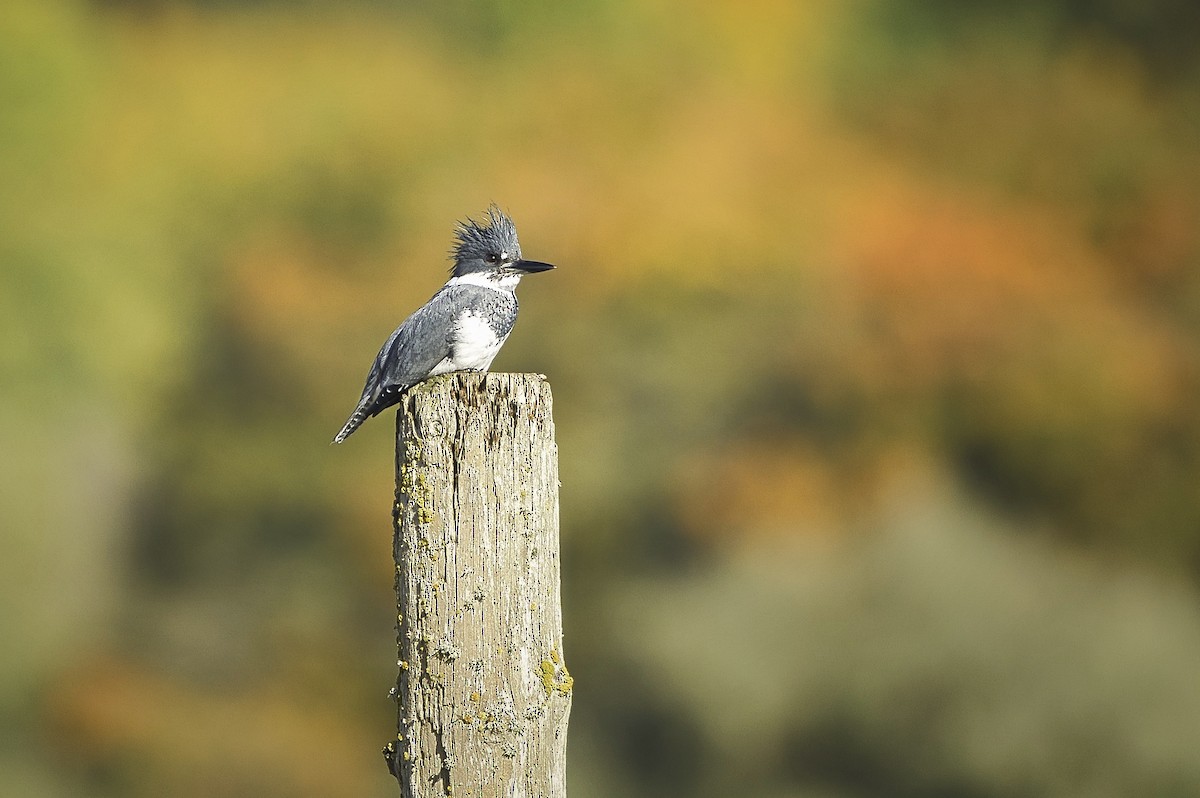 Belted Kingfisher - ML643318423