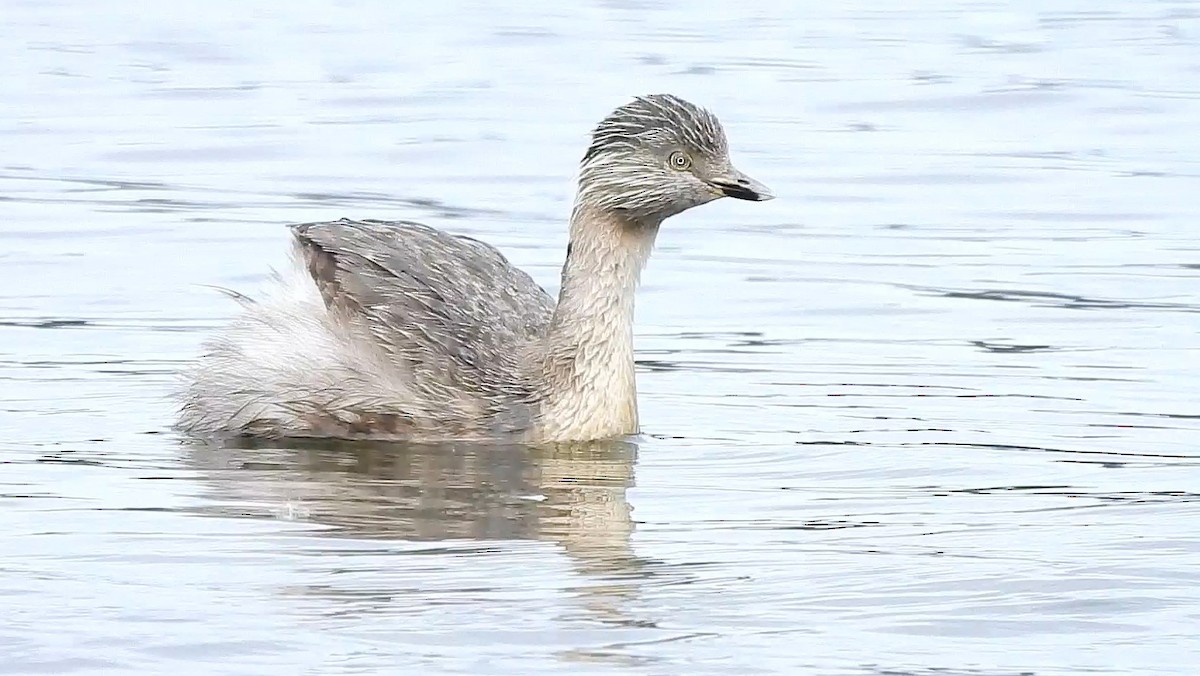 Hoary-headed Grebe - ML643318429