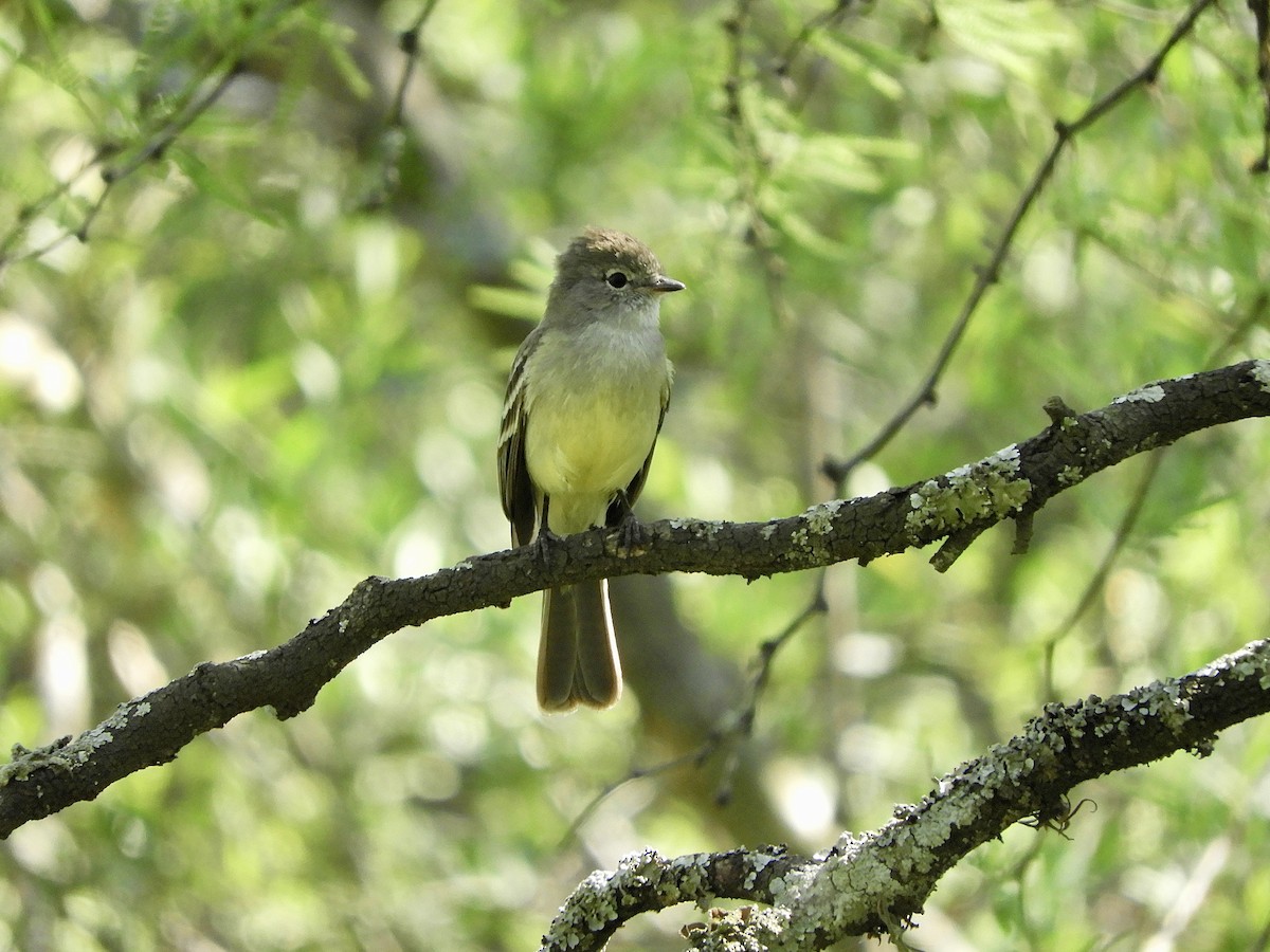 Southern Scrub-Flycatcher - ML643318431