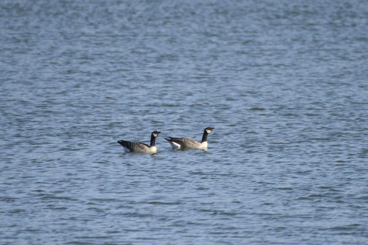 Cackling Goose - ML643318433