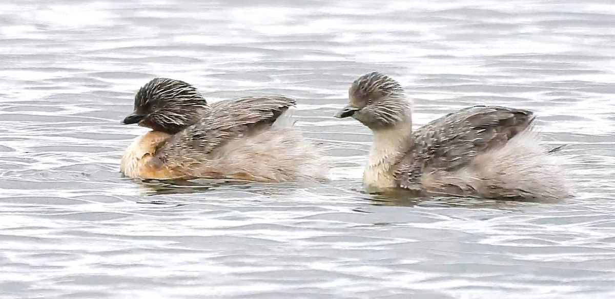 Hoary-headed Grebe - ML643318435