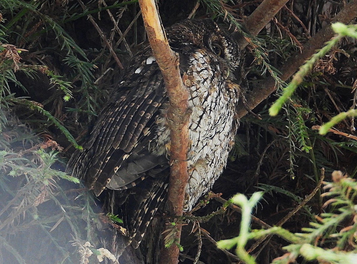 Koepcke's Screech-Owl - ML643318463