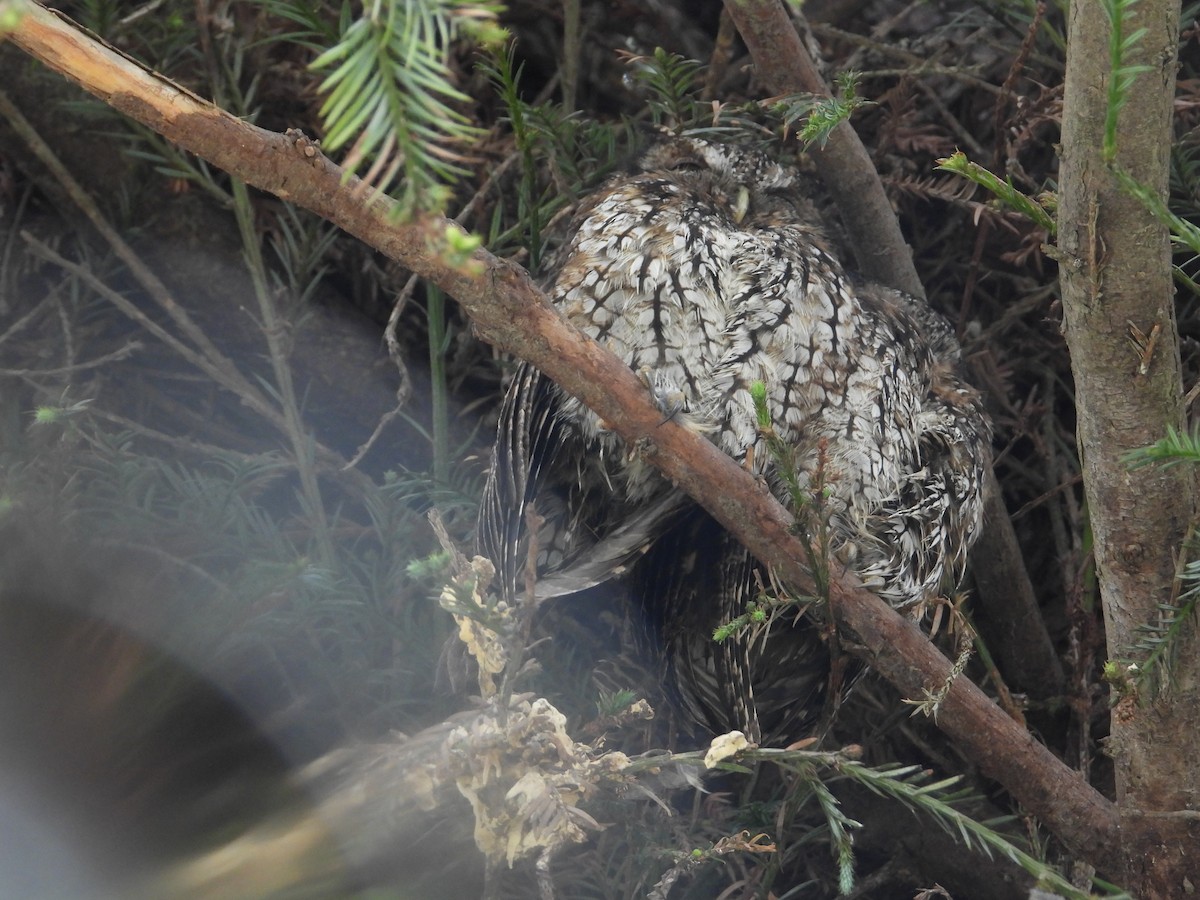 Koepcke's Screech-Owl - ML643318465