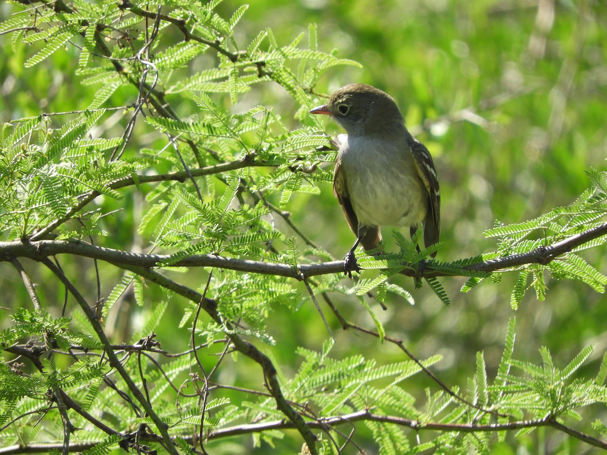 Small-billed Elaenia - ML643318474
