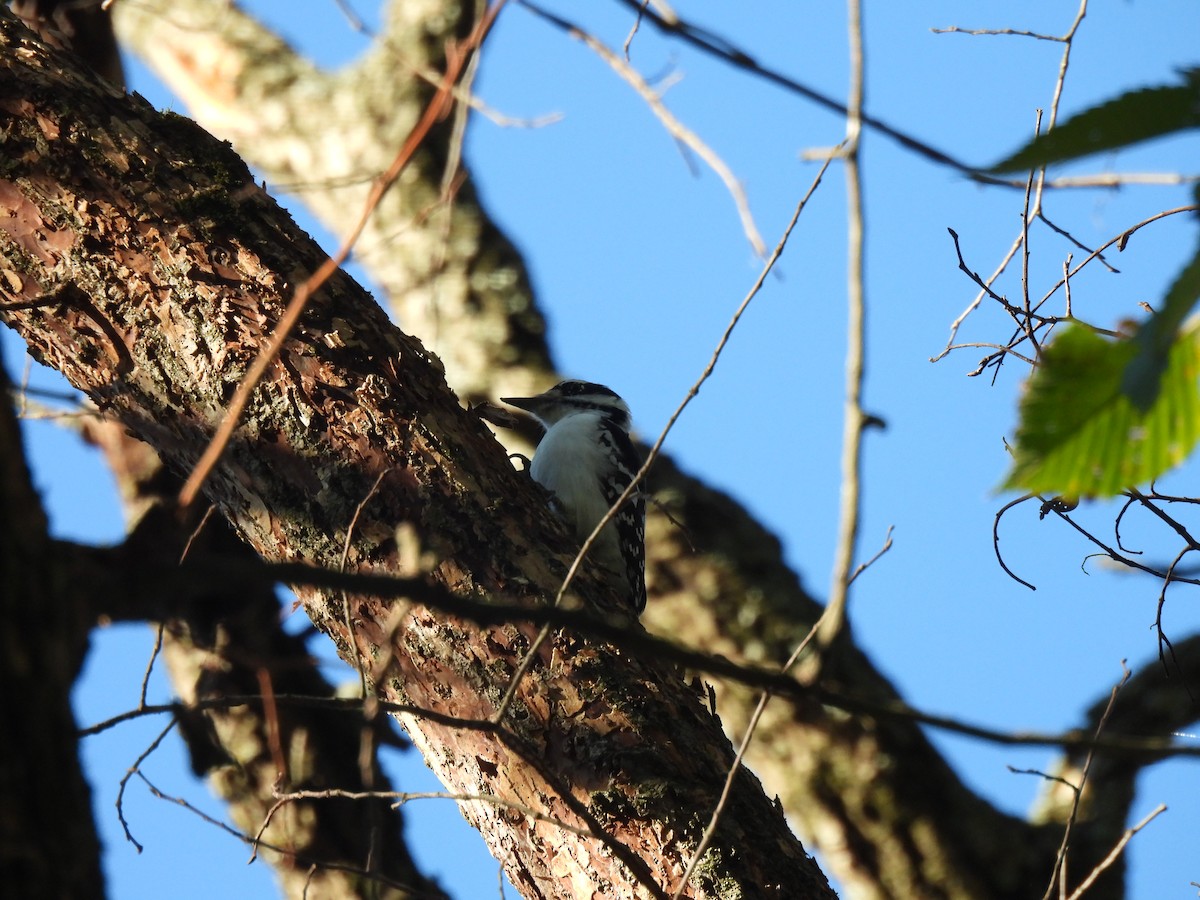 Downy Woodpecker - ML643318478