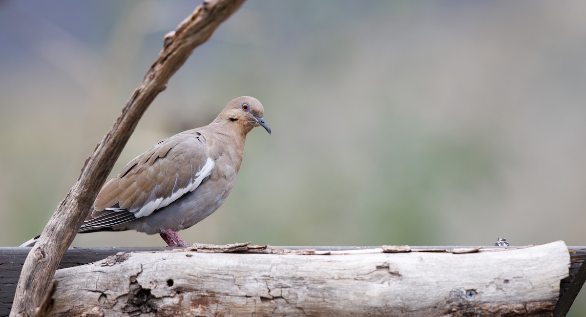 White-winged Dove - ML643318479