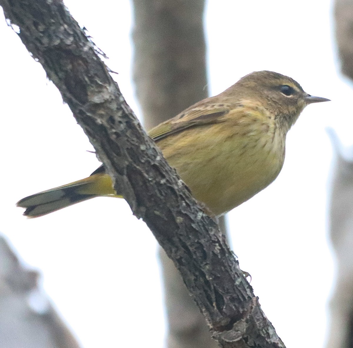 Palm Warbler - ML643318483