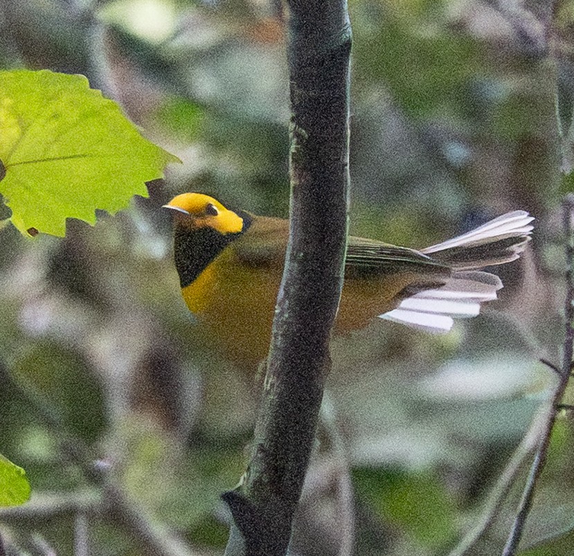 Hooded Warbler - ML643318484